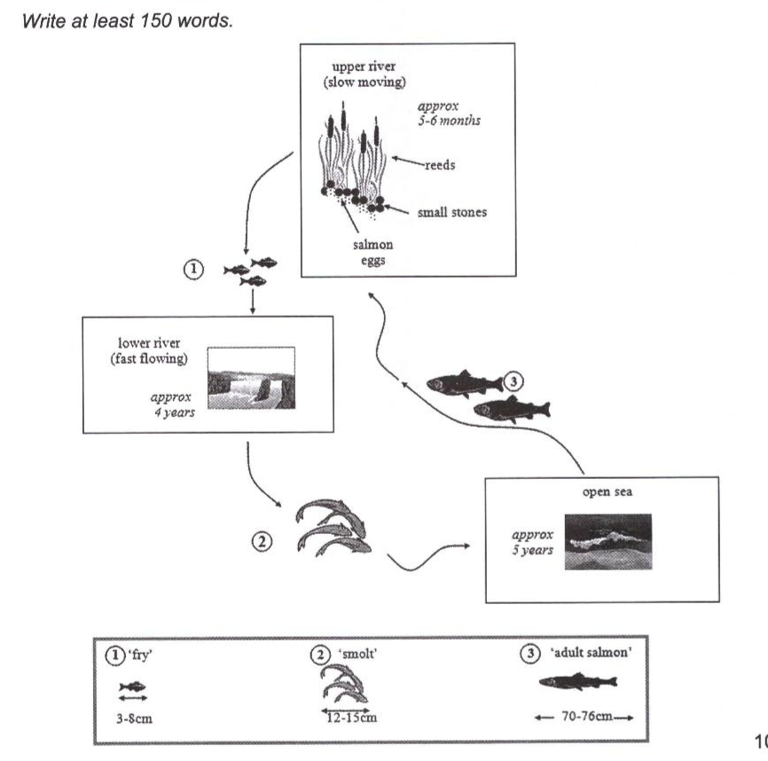 development of salmon